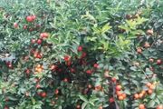 柑桔結果樹如何管理？老果區果農有妙招！