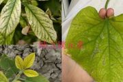 室內植物的害蟲是從哪裡來的，如何防治常見的4種蟲害？