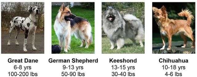 大型犬和小型犬在壽命上的差異