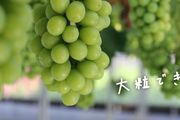日本的天價葡萄，在國外為什麼越賣越便宜