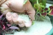 室內蟲害滋生的環境，常見害蟲處理技巧，附不容易感染蟲害的植物