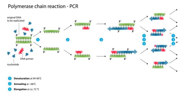PCR 技術原理