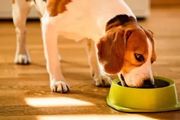 狗一天該吃幾頓？
