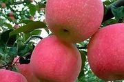蘋果怎樣用有機肥替代化肥？4種模式，總有一個適合你！