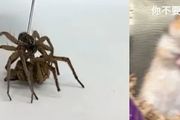 死蜘蛛被改造成殭屍抓娃娃機，用屍體也能抓起同伴
