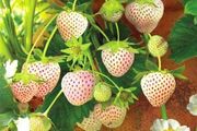 草莓種植新指南，秋季種草莓前了解這幾點，種好它可真不難