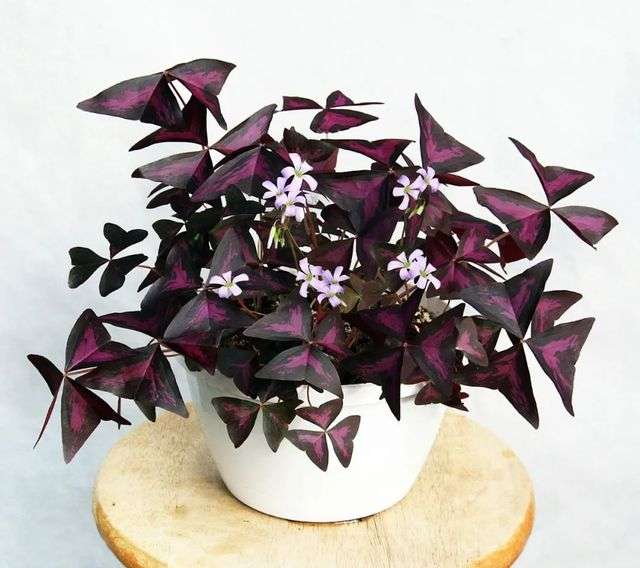 5.紫葉酢漿草