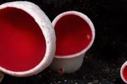可可愛愛的杯狀蘑菇