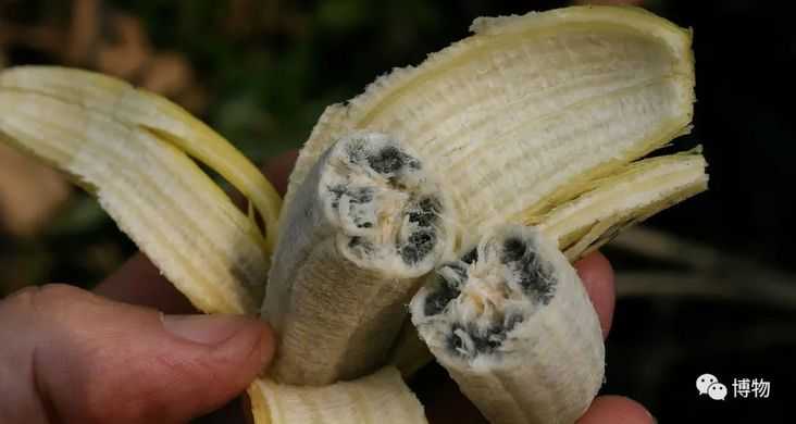 野香蕉長滿了種子