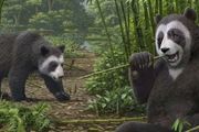 至少在六百萬年前，大熊貓已經長出能抓握竹子的「假拇指」了 | 近期科技趣評