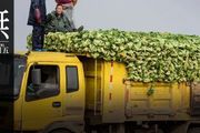 賣5斤芹菜被罰6.6萬，中國為何如此在乎這件事？