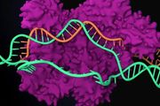 張鋒團隊再獲新進展！Nature 發文解析「超迷你」核酸酶 IsrB 結構及 DNA 切割機制